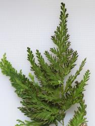 Selaginella moellendorffii. Close up of apical portion of “frond” showing strobili terminal on ultimate branches.
 Image: P.J. de Lange © Peter de Lange All rights reserved